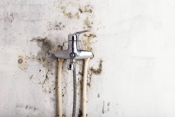 Best Industrial Mold Remediation in Hahira, GA