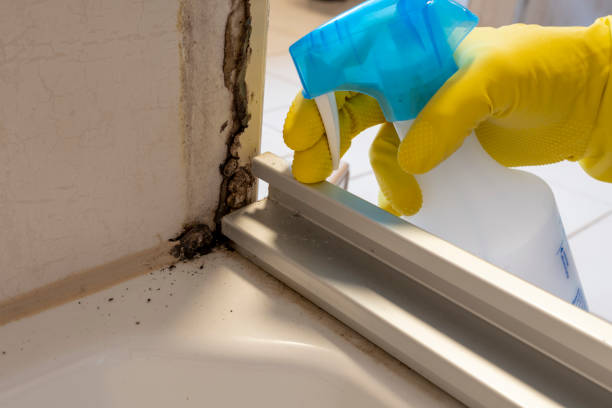 Best Black Mold Remediation in Hahira, GA