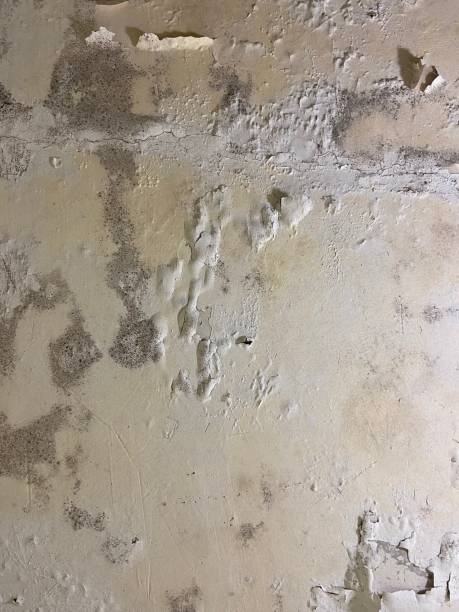 Best Localized Mold Remediation (e.g., coastal areas, humid climates) in Hahira, GA