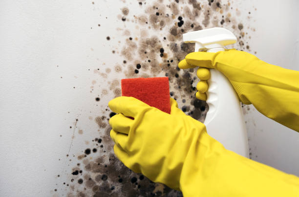Best Insurance-Related Mold Remediation in Hahira, GA